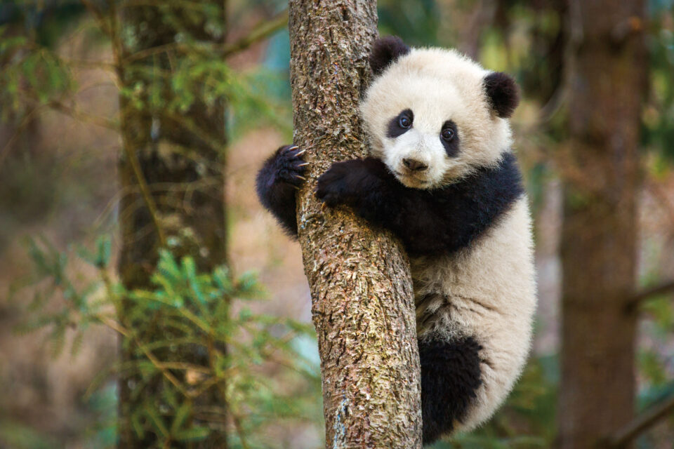 Disneynature "Born in China"